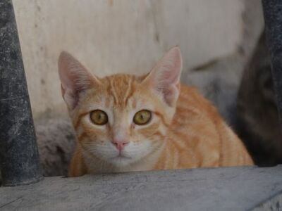 Bob, Europäisch Kurzhaar - Kater