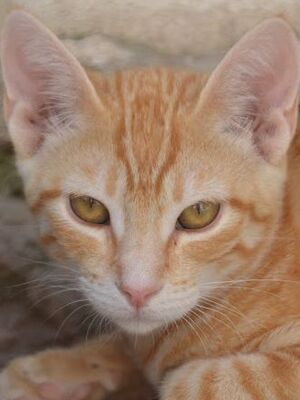 Bob, Europäisch Kurzhaar - Kater