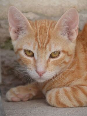 Bob, Europäisch Kurzhaar - Kater