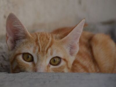 Bob, Europäisch Kurzhaar - Kater