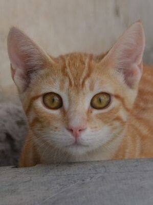Bob geb. März 2025, Europäisch Kurzhaar - Kater