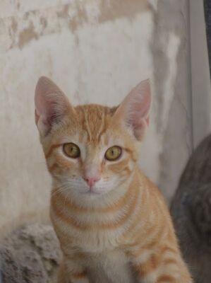 Bob geb. März 2025, Europäisch Kurzhaar - Kater