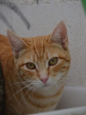 Bob geb. März 25, EKH - Kater