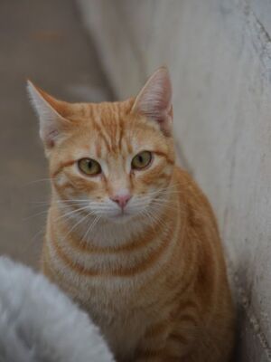 Bob geb. März 25, EKH - Kater