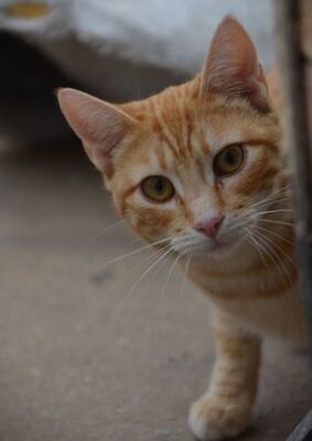 Bob geb. März 25, EKH - Kater