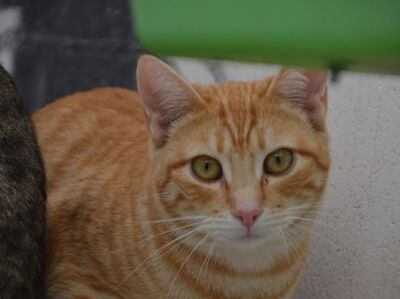 Bob geb. März 25, EKH - Kater