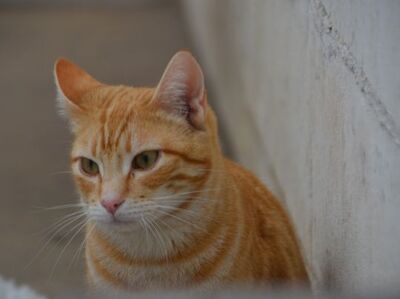 Bob geb. März 25, EKH - Kater