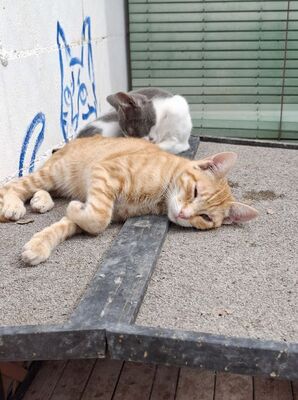 Bob geb. März 25, EKH - Kater