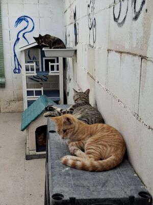 Bob geb. März 25, EKH - Kater