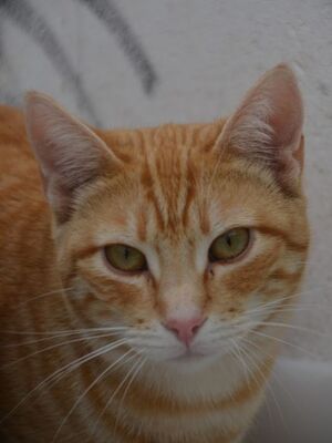 Bob geb. März 25, EKH - Kater