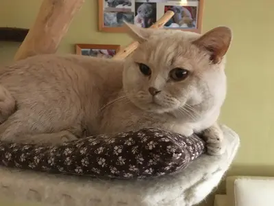 Bobo, Britisch Kurzhaarkatze -Deckkater CH - Lilac - Kater