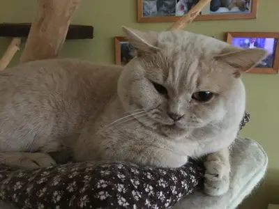 Bobo, Britisch Kurzhaarkatze -Deckkater CH - Lilac - Kater