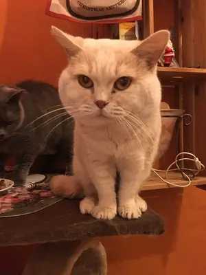 Bobo, Britisch Kurzhaarkatze -Deckkater CH - Lilac - Kater