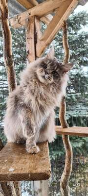 Bomba, Maine Coon - Katze