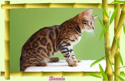 Bonnie, Bengal Jungtier - Katze 1