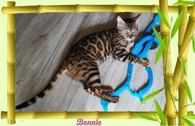 Bonnie, Bengal Jungtier - Katze 6