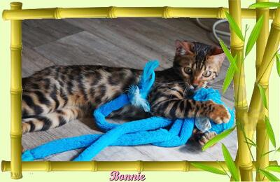 Bonnie, Bengal Jungtier - Katze 7
