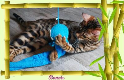 Bonnie, Bengal Jungtier - Katze