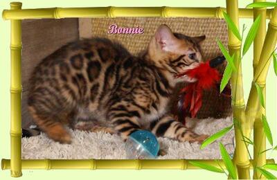 Bonnie, Bengal Jungtier - Katze 15