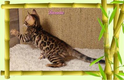 Bonnie, Bengal Jungtier - Katze