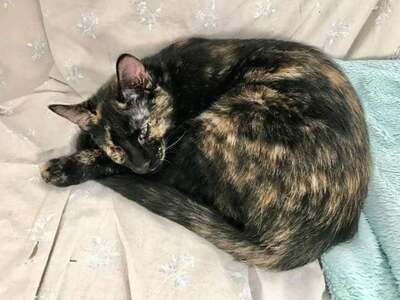 Boo - Ruhige Kuschelmaus, ca. 1,5 Jahre, Mischling - Katze