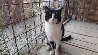 Boubouka - Menschenbezogene Katzendame mit Sehbehinderung, ca. 4 Jahre, Mischling - Katze