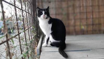 Boubouka - Menschenbezogene Katzendame mit Sehbehinderung, ca. 4 Jahre, Mischling - Katze 2