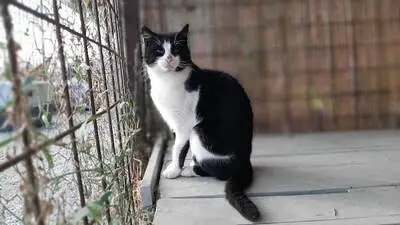 Boubouka - Menschenbezogene Katzendame mit Sehbehinderung, ca. 4 Jahre, Mischling - Katze