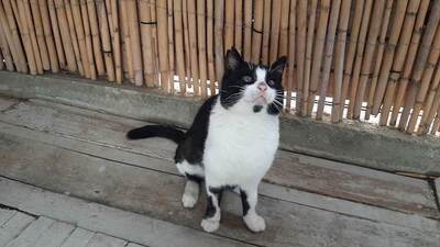Boubouka - Menschenbezogene Katzendame mit Sehbehinderung, ca. 4 Jahre, Mischling - Katze