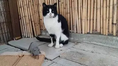Boubouka - Menschenbezogene Katzendame mit Sehbehinderung, ca. 4 Jahre, Mischling - Katze