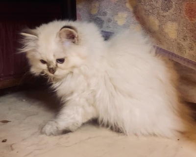 Braun Kiss und Black Kiss