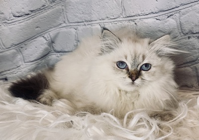 Braun Kiss und Black Kiss, Heilig Birma/Langhaar Jungtier - Katze