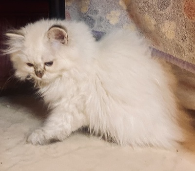 Braun Kiss und Black Kiss, Heilig Birma/Langhaar Jungtier - Katze