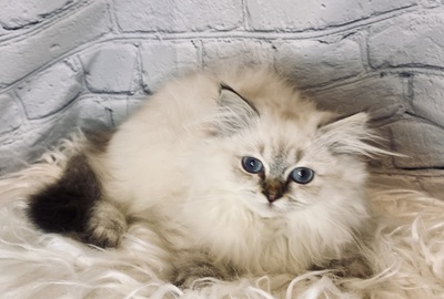 Braun Kiss und Black Kiss, Heilig Birma/Langhaar Jungtier - Katze