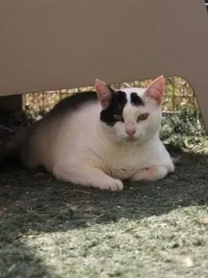 Brisa, Europäisch Kurzhaar - Katze