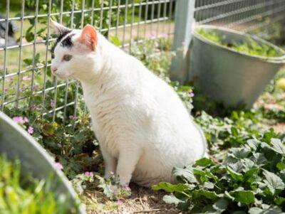 Brisa, Europäisch Kurzhaar - Katze