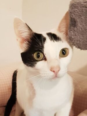 Brisa, Europäisch Kurzhaar - Katze