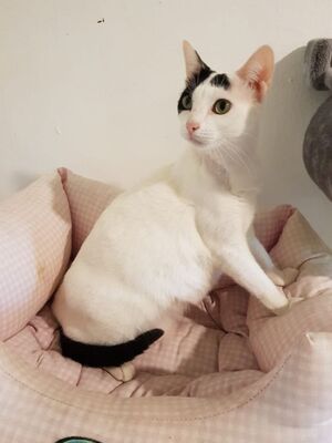 Brisa, Europäisch Kurzhaar - Katze