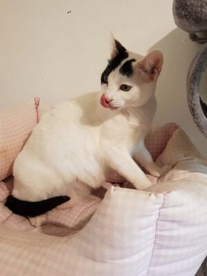 Brisa, Europäisch Kurzhaar - Katze