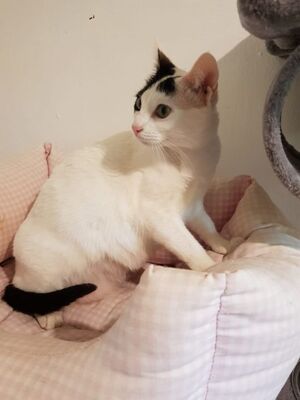 Brisa, Europäisch Kurzhaar - Katze