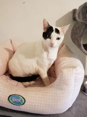 Brisa, Europäisch Kurzhaar - Katze