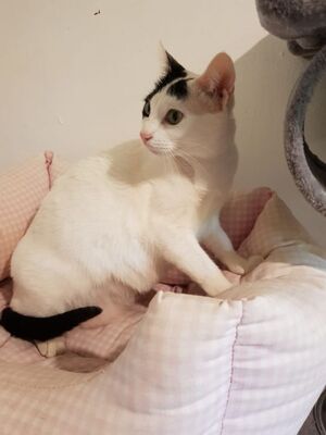 Brisa, Europäisch Kurzhaar - Katze