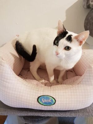 Brisa, Europäisch Kurzhaar - Katze