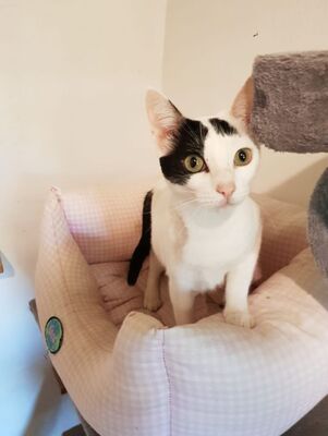 Brisa, Europäisch Kurzhaar - Katze