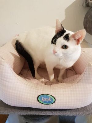 Brisa, Europäisch Kurzhaar - Katze