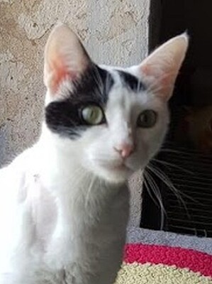 Brisa, Europäisch Kurzhaar - Katze