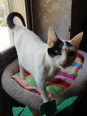 Brisa, Europäisch Kurzhaar - Katze