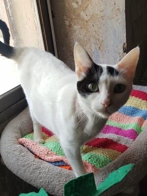 Brisa, Europäisch Kurzhaar - Katze