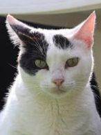 Brisa (geb. Jan.2020) - EKH-Katze, EKH - Katze