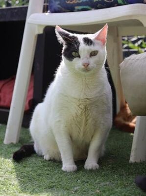 Brisa (geb. Jan.2020) - EKH-Katze, EKH - Katze